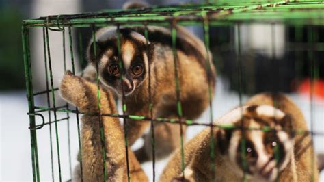 The Truth Behind the Slow Loris Pet Trade | International Animal Rescue