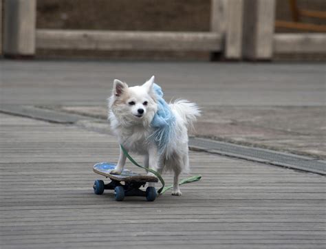 Free Stock Photo 3910-dog on a skateboard | freeimageslive