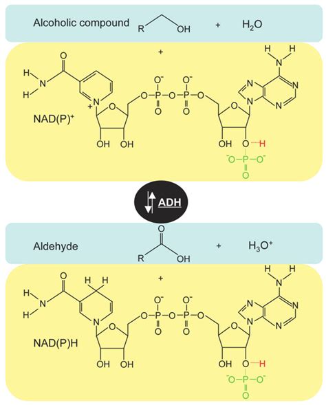 Reaction mechanism of alcohol dehydrogenases. These enzymes catalyse... | Download Scientific ...