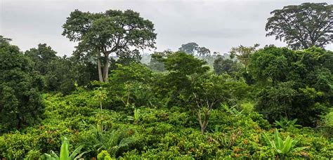 Urban Forest reserves in Ghana under threat - Access Agric