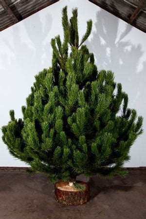 7ft Scotch Pine Real Christmas Tree – Christmas Trees 4 You