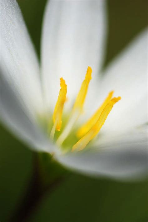 Swamp Flower- botanical photograph art macro photography photo nature ...