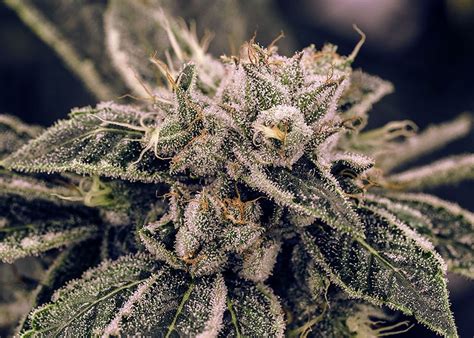 6 of The Most Common Cannabis Terpenes and Their Benefits | Abide Napa