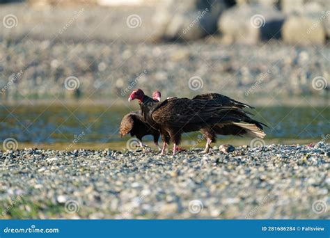 Turkey Vulture Feeding at Seaside Beach Stock Photo - Image of soaring ...