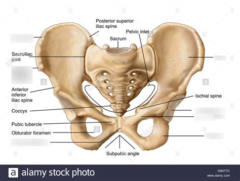 Pelvic girdle bones Diagram | Quizlet