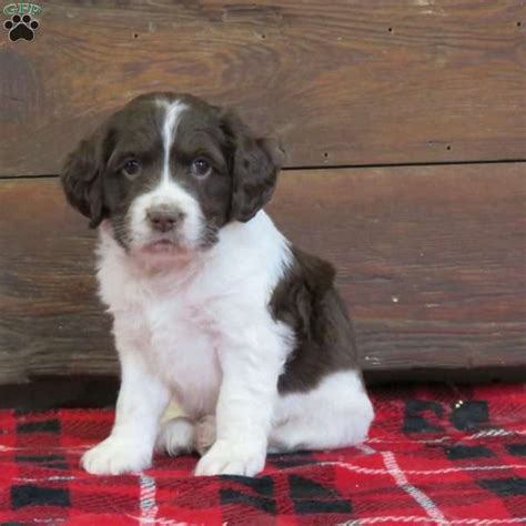 English Springer Spaniel Mix Puppies for Sale | Greenfield Puppies