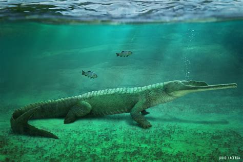 Julio Lacerda • Mystriosuchus was a phytosaur, a lineage of...