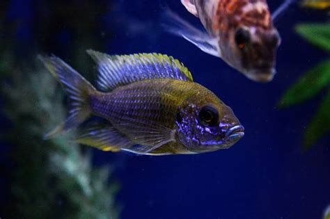 7 Types of Purple Fish to Own - A-Z Animals