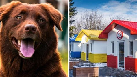 Veterinarian builds a beautiful village for rescued dogs so they have a ...