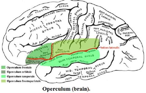 The Mystery Of Albert Einstein's Brain Revealed | Albert einstein, Einstein, Brain size