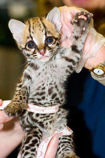 I Like Ocelots | Know Your Meme