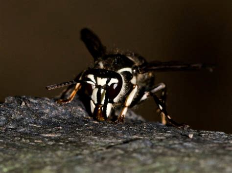 What is a Bald Faced Hornet? Identification, Hornet Stings