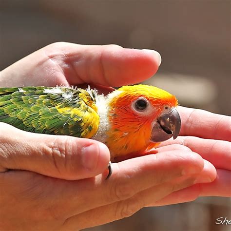 17 Best images about Sun Conure as a Pet on Pinterest | Toys, Sun and Parrot play stand