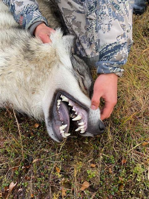 USA: Alaska Wolf Hunt | AfricaHunting.com