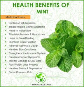 Benefits of Mint - Moolihai.com