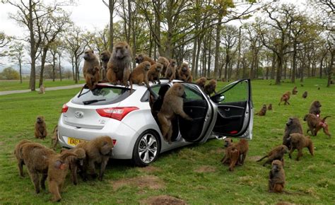 Hyundai Uses Dozens Of Monkeys To Test Durability | PriusChat