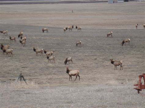 Clan of the Mountaindreamers: Elk Herd