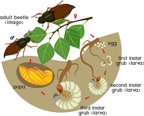 Top 7 When Do You Put Down Grub Control