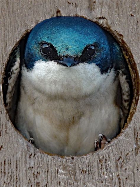 Nesting Tree Swallow - Birds and Blooms