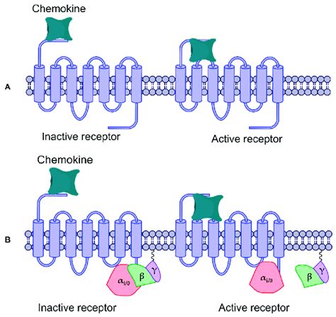 Activation mechanism of chemokine receptors. (A) Initial interaction of... | Download Scientific ...