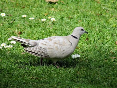 All You Need To Know About Ringneck Dove | Bird breeds, Funny parrots, Breeds