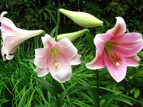 Lilium 'Pink Heaven' (Pink Heaven Oriental Lily) - World of Flowering Plants