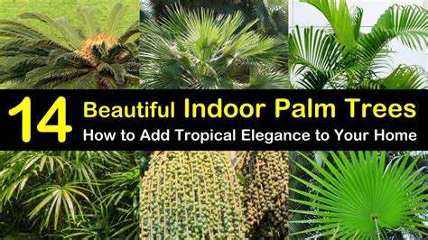 14 Beautiful Indoor Palm Trees: How to Add Tropical Elegance to Your Home