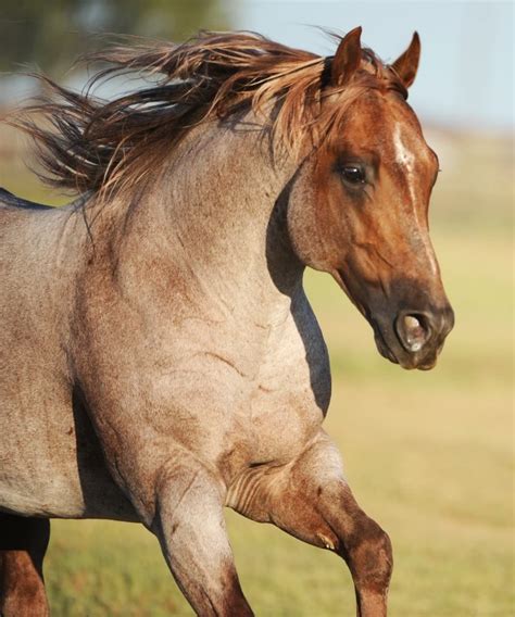 Horses, Horse breeds, Quarter horse stallion