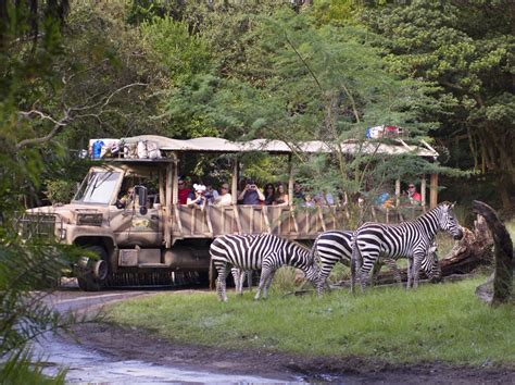 Guests are Seeing Stripes at Disney’s Animal Kingdom — Zebras Out on New Kilimanjaro Safaris ...