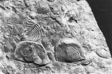 Silurian fossils from the Usk Inlier | A fossil assemblage f… | Flickr