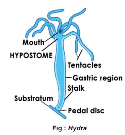 Coelenterata Diagram