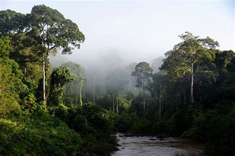 Borneo Rainforest [IMAGE] | EurekAlert! Science News Releases