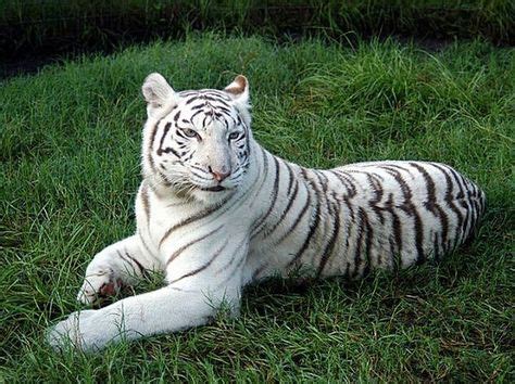 White tiger | Rare albino animals, Albino animals, Albino
