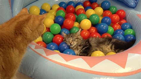 10 Cats playing in a pool of colorful balls