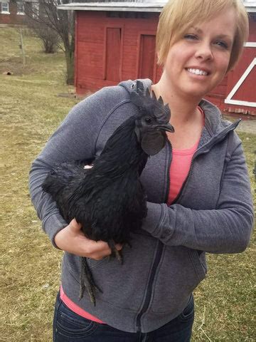 AYAM CEMANI HATCHING EGGS – Country Haven Farm LLC