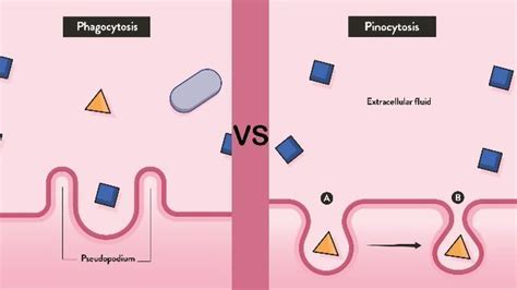 Pinocytosis Example