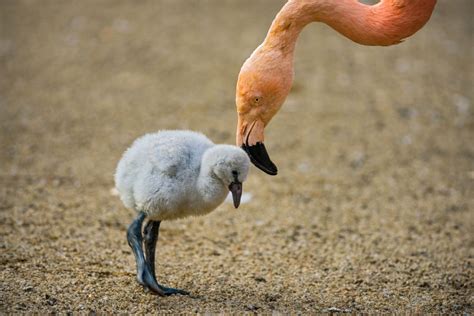 Flamingo Facts (Phoenicopterus)