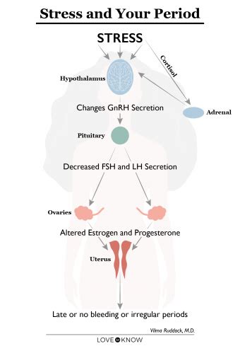 Can Stress Cause a Late Period? | LoveToKnow Health & Wellness