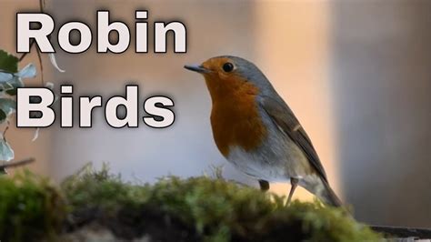 Robin Birds Singing and Chirping : Beautiful Bird Sounds and Bird Song - YouTube