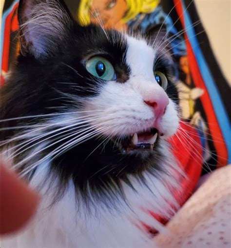 Stink face is my favorite of all cat faces : r/teefies