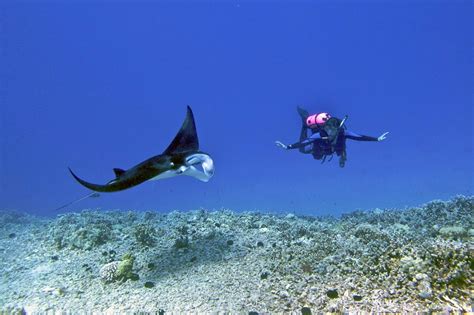 Manta Ray Night Dive in Big Island (Hawai'i), HI 2024-2025 - Rove.me