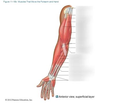 Muscle System: Anterior View of Superficial Layer of Arm Muscles ...