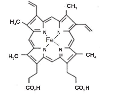 Protoporphyrin IX (PpIX) demonstrating the ferrous íon as coordination... | Download Scientific ...