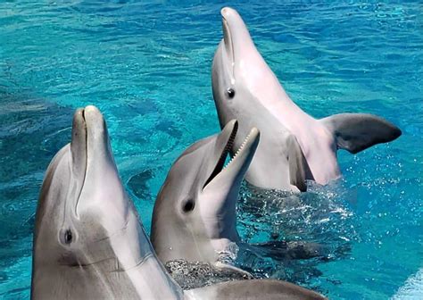 Dolphin Behavior - AnimalBehaviorCorner