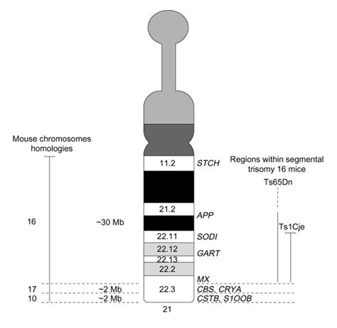 The sequence of human chromosome 21 and implications for research into ...