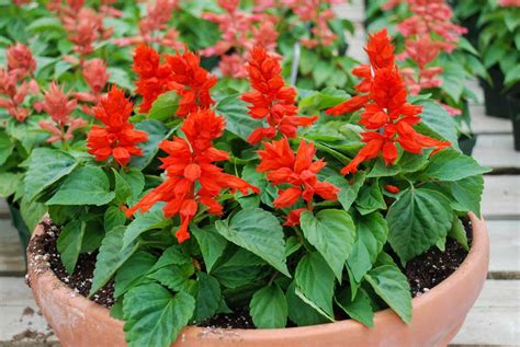 Salvia Care: Complete Guide on Growing Salvia - Garden Lovers Club