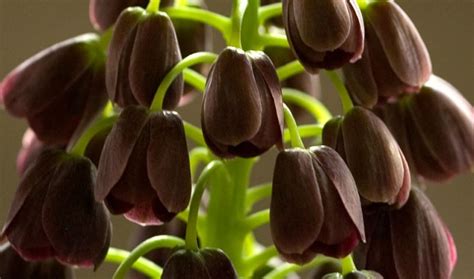 Fritillaria persica