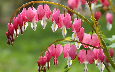 Download Flower Nature Bleeding Heart HD Wallpaper