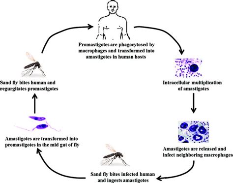 Leishmania Donovani Morphology Life Cycle Pathogenesi - vrogue.co