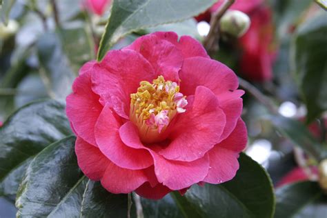 File:Camellia japonica flower 2.jpg - Wikipedia